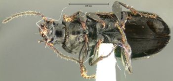 Media type: image;   Entomology 31306 Aspect: habitus ventral view